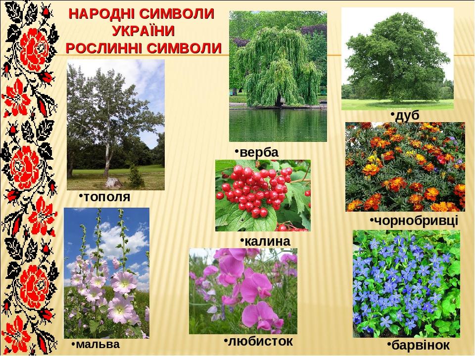 НАРОДНІ СИМВОЛИ УКРАЇНИ РОСЛИННІ СИМВОЛИ верба дуб тополя калина чорнобривці любисток барвінок мальва