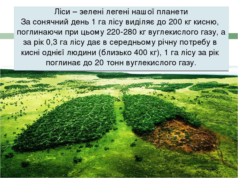 Ліси – зелені легені нашої планети За сонячний день 1 га лісу виділяє до 200 кг кисню, поглинаючи при цьому 220-280 кг вуглекислого газу, а за рік ...