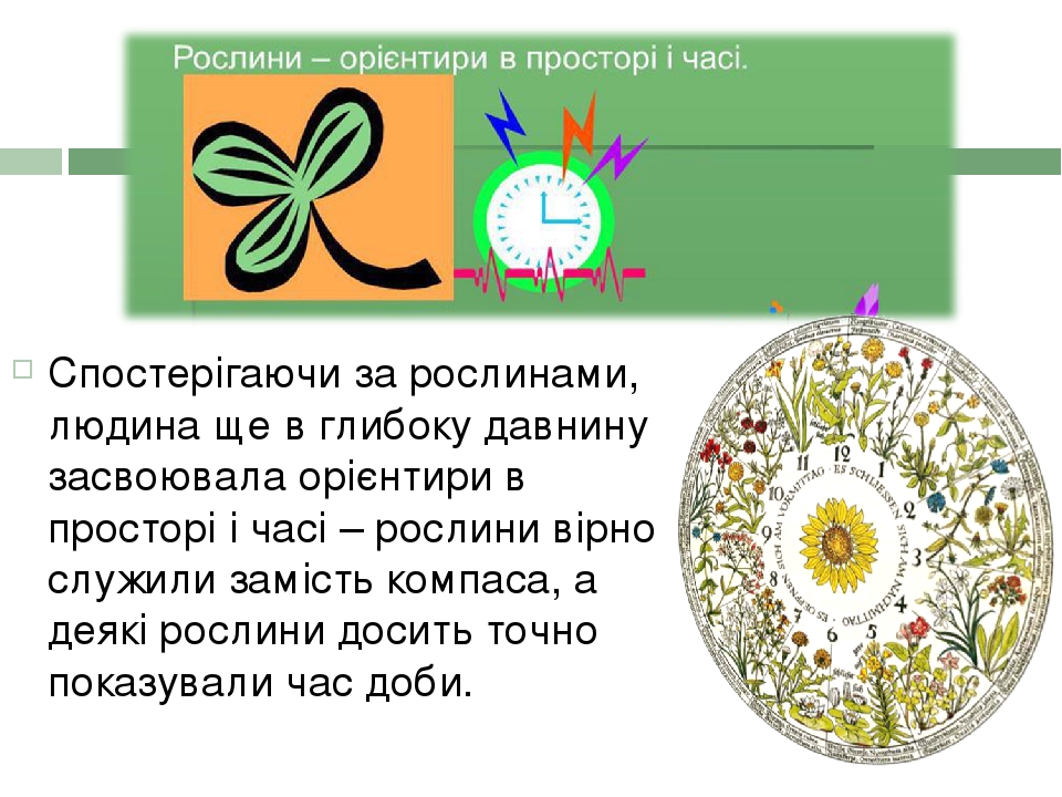 Спостерігаючи за рослинами, людина ще в глибоку давнину засвоювала орієнтири в просторі і часі – рослини вірно служили замість компаса, а деякі рос...