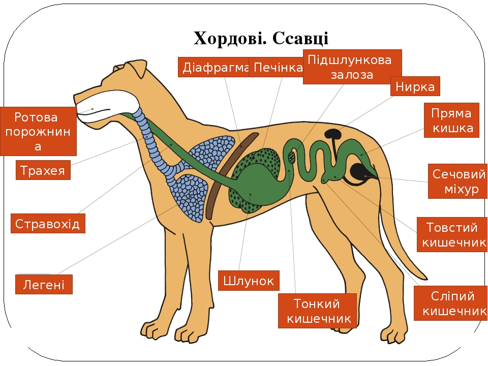 Физиолог собак