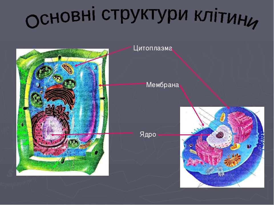 Цитоплазма мембрана. Цитология структурные компоненты клетки. Клетка ядро цитоплазма мембрана схема. Плакат на тему цитология. Строение организма цитоплазма.