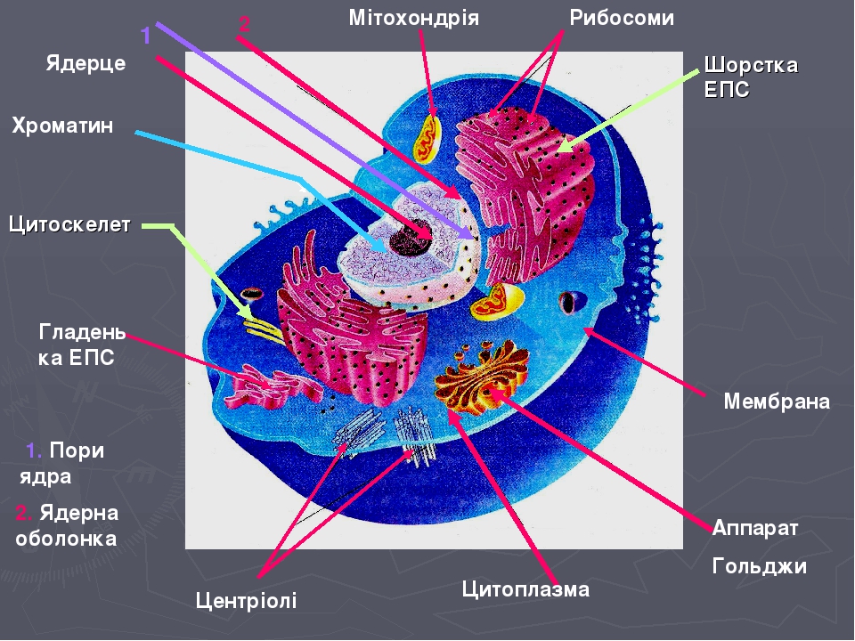 В какой части клетки расположено ядро. Ядро ядрышко митохондрии. Центриоли ядро митохондрии. Строение клетки хроматин. Строение ядра и ЭПС.