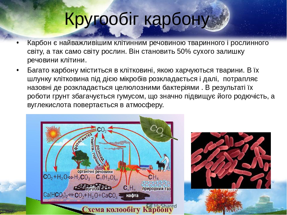 Кругообіг карбону Карбон є найважливішим клітинним речовиною тваринного і рослинного світу, а так само світу рослин. Він становить 50% сухого залиш...