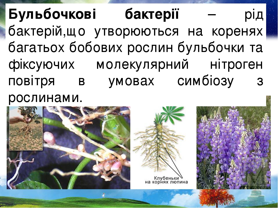 Бульбочкові бактерії – рід бактерій,що утворюються на коренях багатьох бобових рослин бульбочки та фіксуючих молекулярний нітроген повітря в умовах...