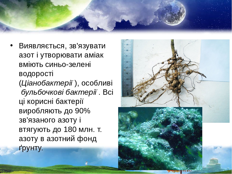 Виявляється, зв'язувати азот і утворювати аміак вміють синьо-зелені водорості (Ціанобактерії ), особливі бульбочкові бактерії . Всі ці корисні бакт...