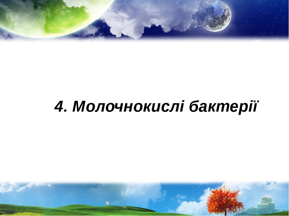 4. Молочнокислі бактерії