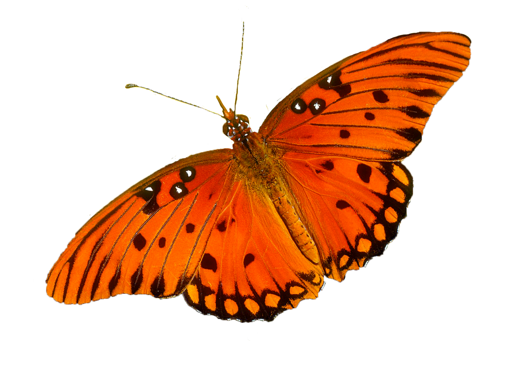 Пнг изображения. Оранжевая бабочка на прозрачном фоне. Оранжевая бабочка на белом фоне. Оранжевая бабочка без фона. Оранжевые бабочки для фотошопа.
