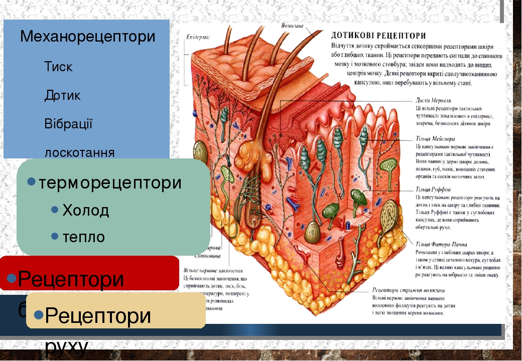 Механорецептори Тиск Дотик Вібрації лоскотання терморецептори Холод тепло Рецептори болю Рецептори руху