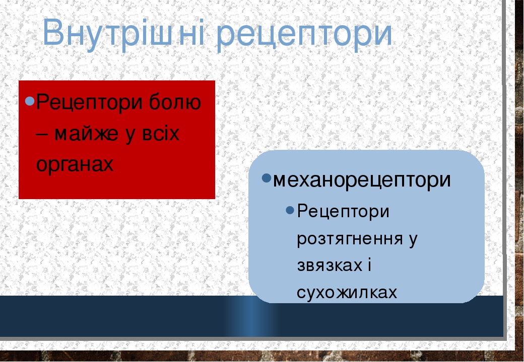 Внутрішні рецептори Рецептори болю – майже у всіх органах механорецептори Рецептори розтягнення у звязках і сухожилках