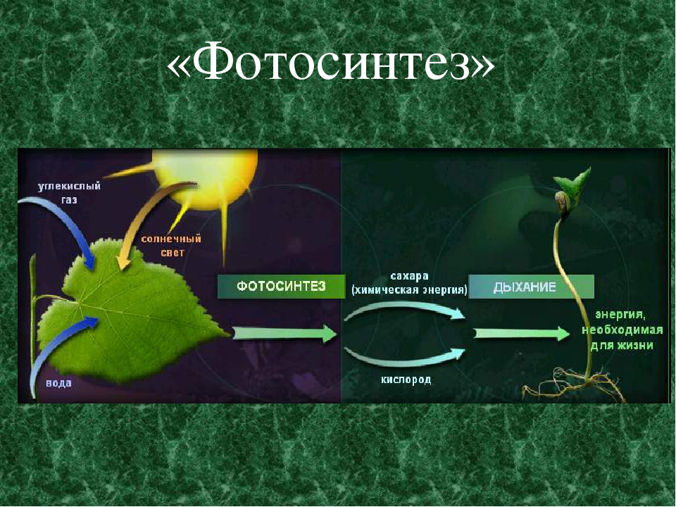 Фотосинтез как происходит картинка