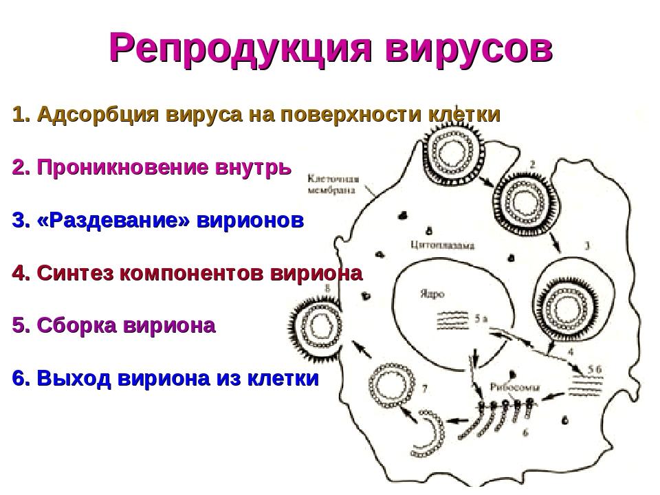 Стадии репродукции. Этапы репродукции вирусов микробиология. Фазы репродукции вирусов в клетке. Стадии репродукции вирусов микробиология. Последовательность этапов репродукции вирусов.