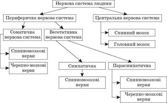 Вы точно человек?