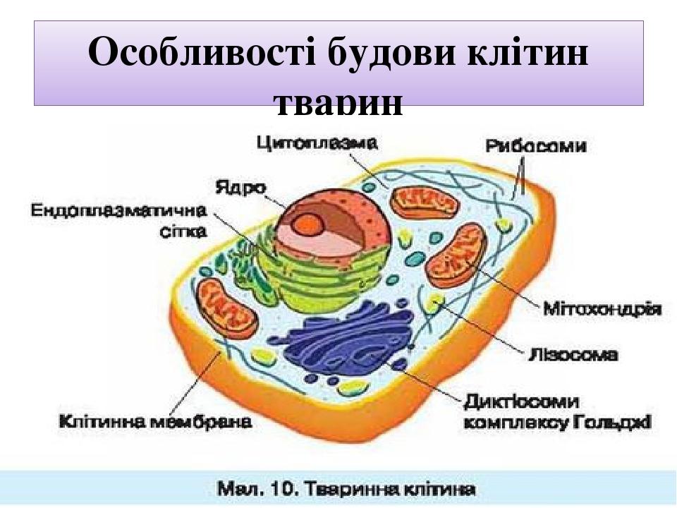 Загальний план будови клітини