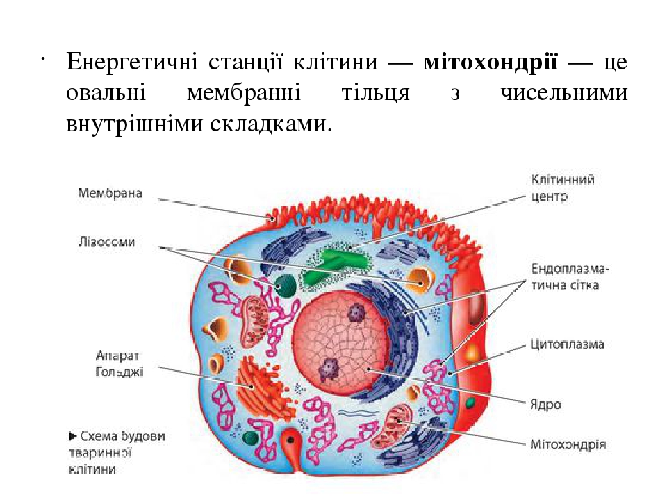 Яка клітина. Цитоплазма схема. Органели клітини. З чого складається клітина. Будова клітини Сокола.