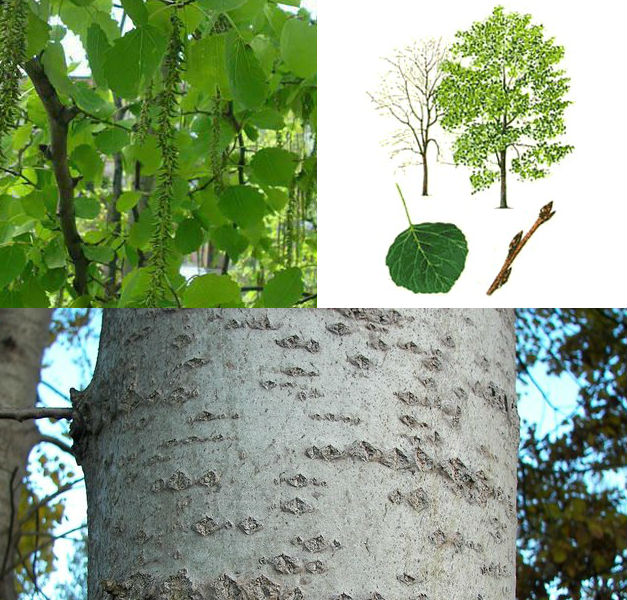 Лист молодой осины. Осина дерево. Осина обыкновенная. Осина (Populus tremula). Осина Сибирская.