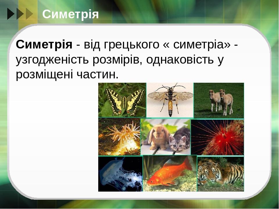 Симетрія Симетрія - від грецького « симетріа» - узгодженість розмірів, однаковість у розміщені частин.