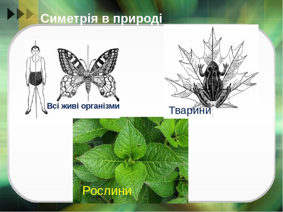 Симетрія в природі Рослини Тварини Всі живі організми