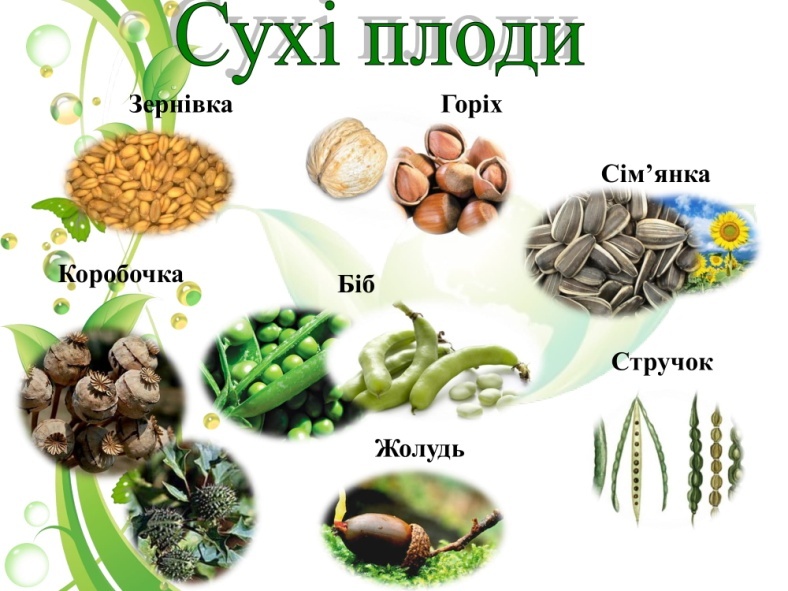Плід. Лабораторне дослідження: “Будова плода”.