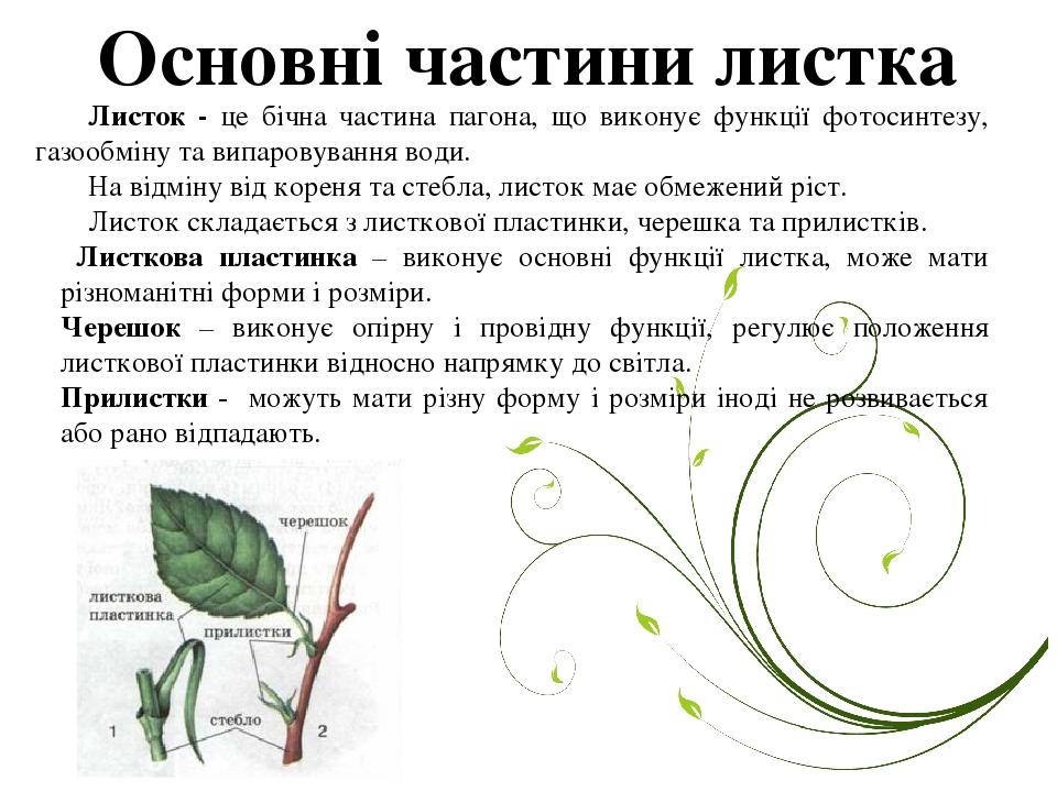 Основні частини листка Листок - це бічна частина пагона, що виконує функції фотосинтезу, газообміну та випаровування води. На відміну від кореня та...