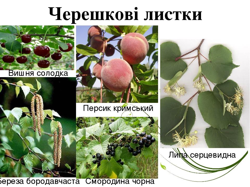 Черешкові листки Вишня солодка Персик кримський Липа серцевидна Береза бородавчаста Смородина чорна