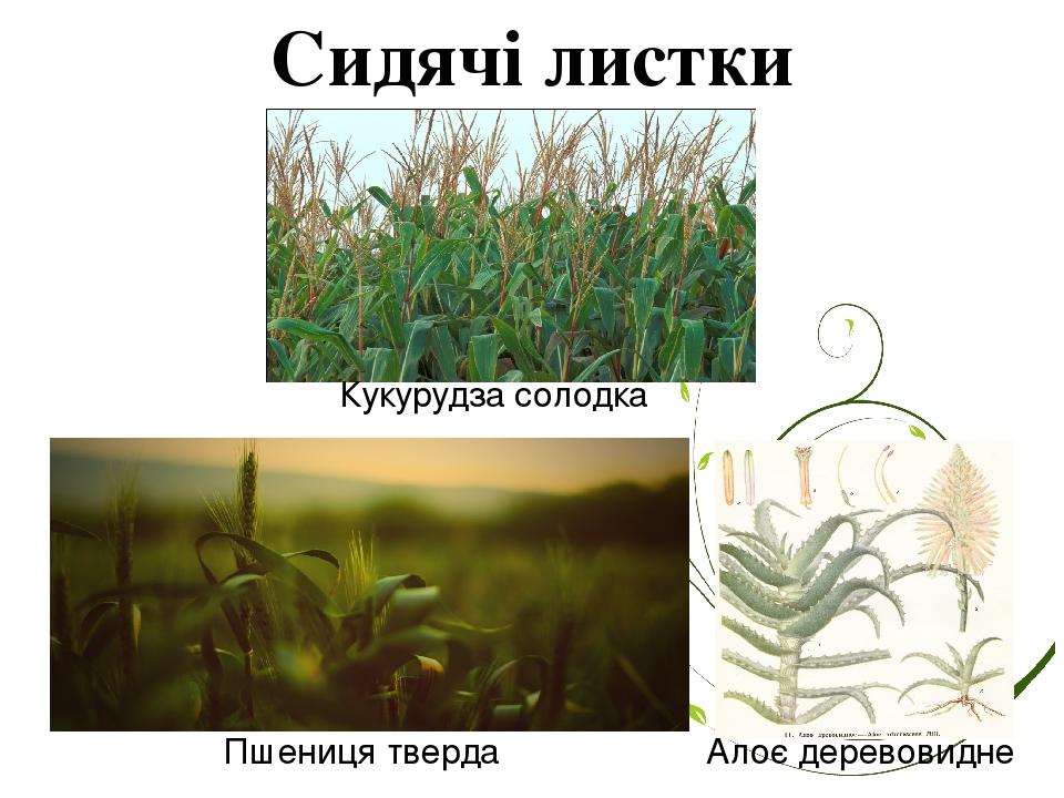 Сидячі листки Кукурудза солодка Пшениця тверда Алоє деревовидне