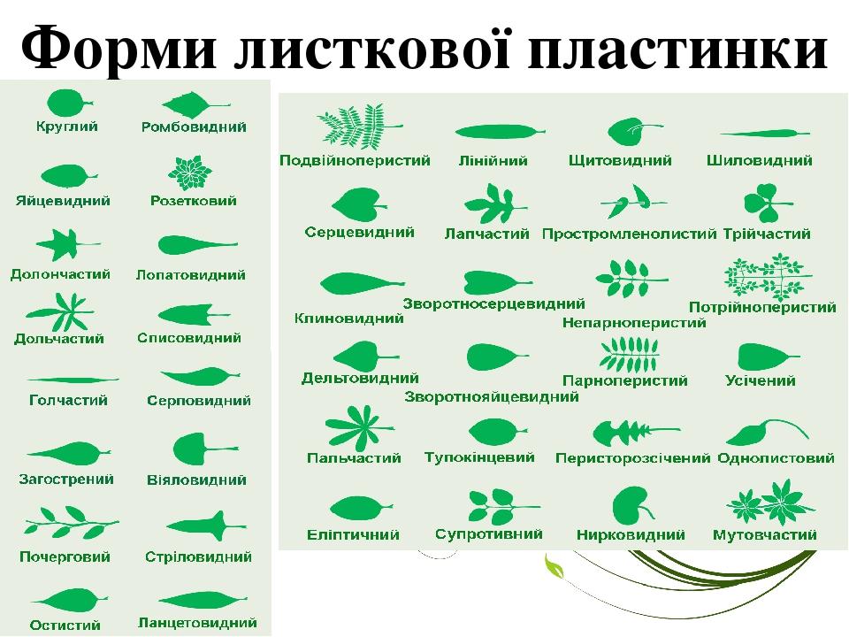 Форми листкової пластинки