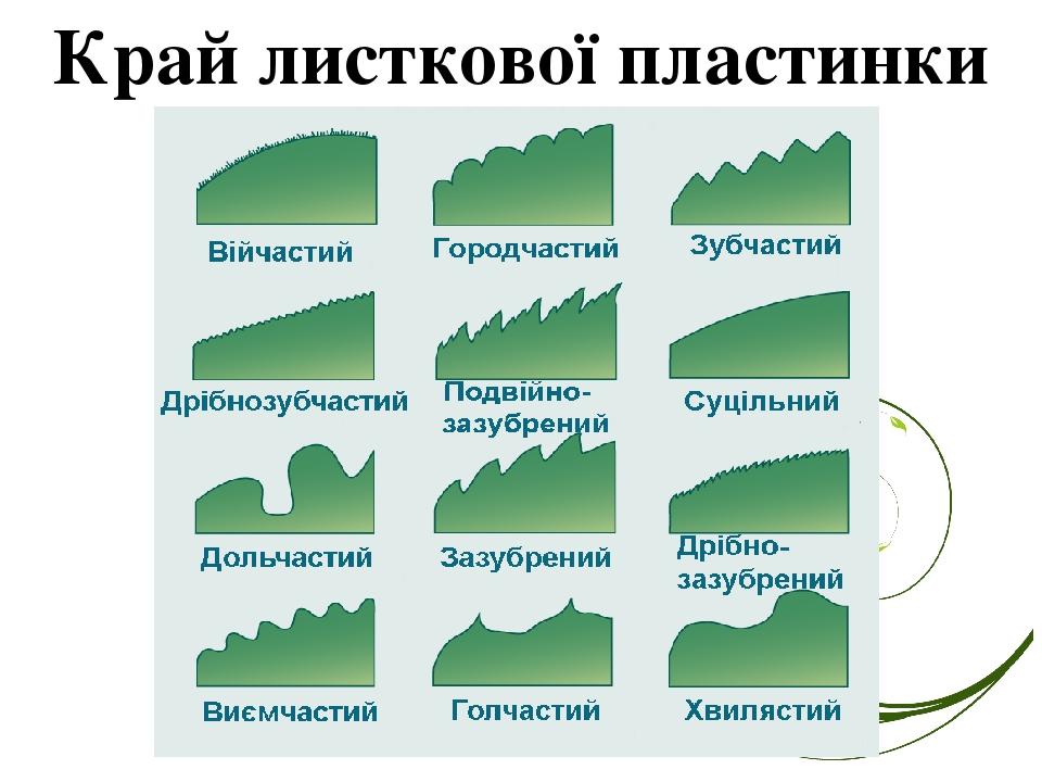 Край листкової пластинки