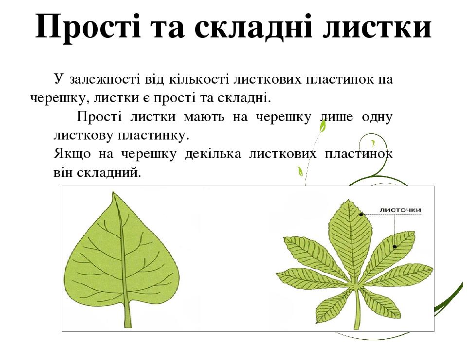 Прості та складні листки У залежності від кількості листкових пластинок на черешку, листки є прості та складні. Прості листки мають на черешку лише...