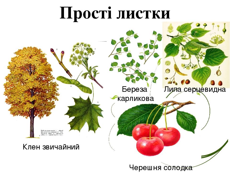 Прості листки Клен звичайний Береза карликова Черешня солодка Липа серцевидна