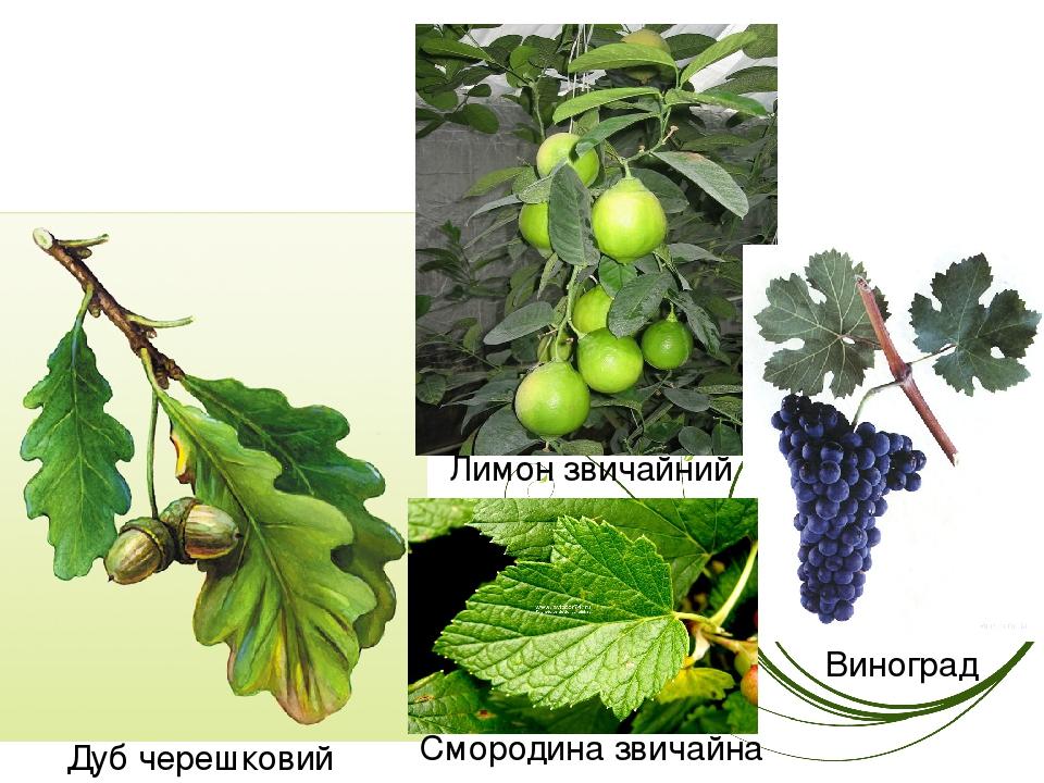 Дуб черешковий Лимон звичайний Смородина звичайна Виноград