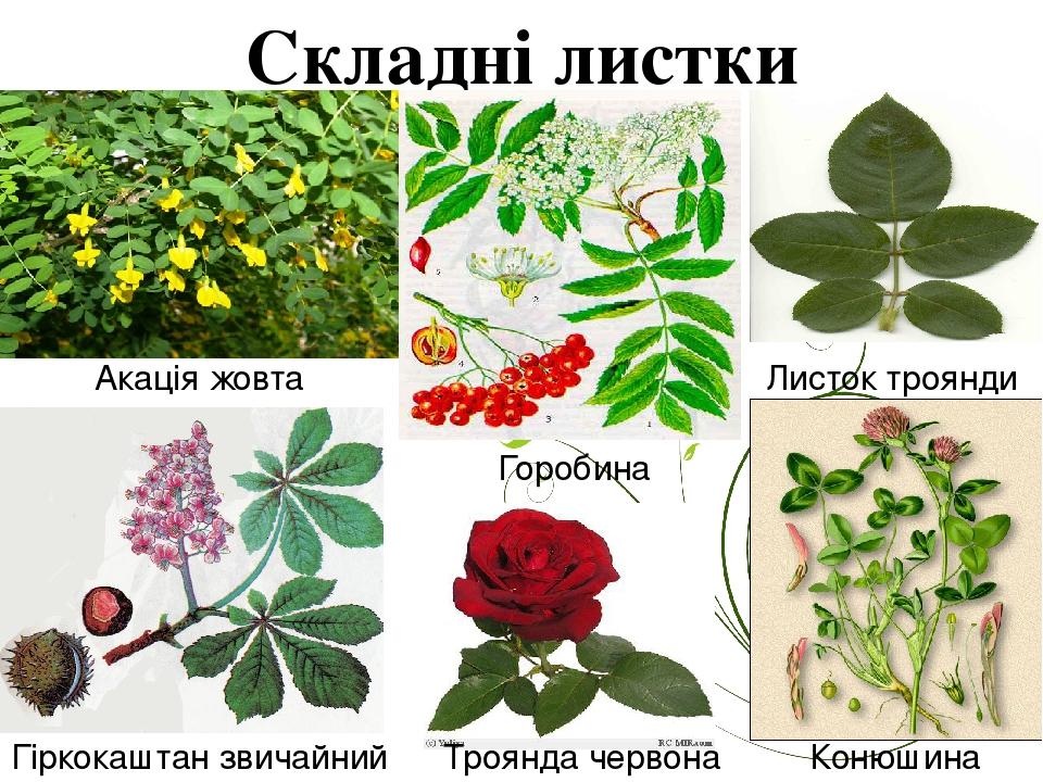 Складні листки Акація жовта Горобина Гіркокаштан звичайний Листок троянди Троянда червона Конюшина лугова