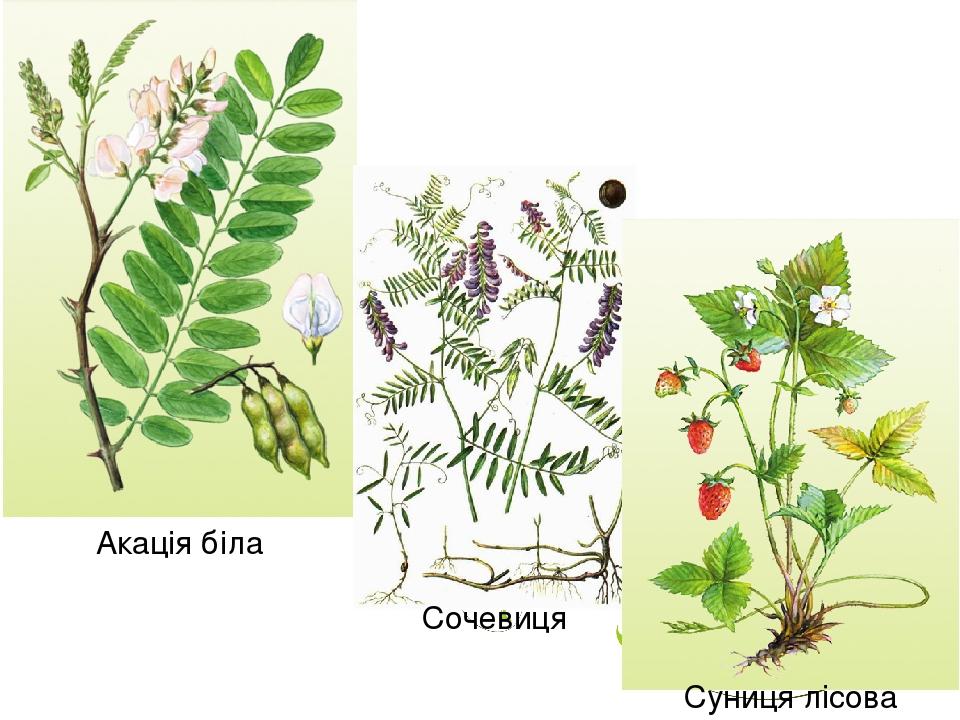 Акація біла Сочевиця Суниця лісова