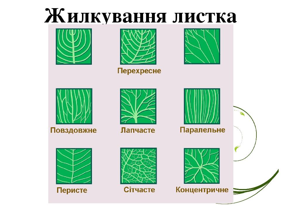 Жилкування листка