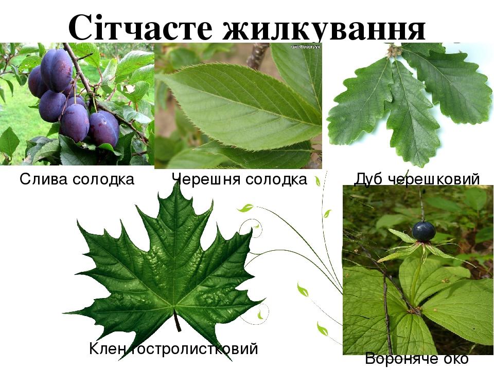Сітчасте жилкування Слива солодка Черешня солодка Дуб черешковий Клен гостролистковий Вороняче око
