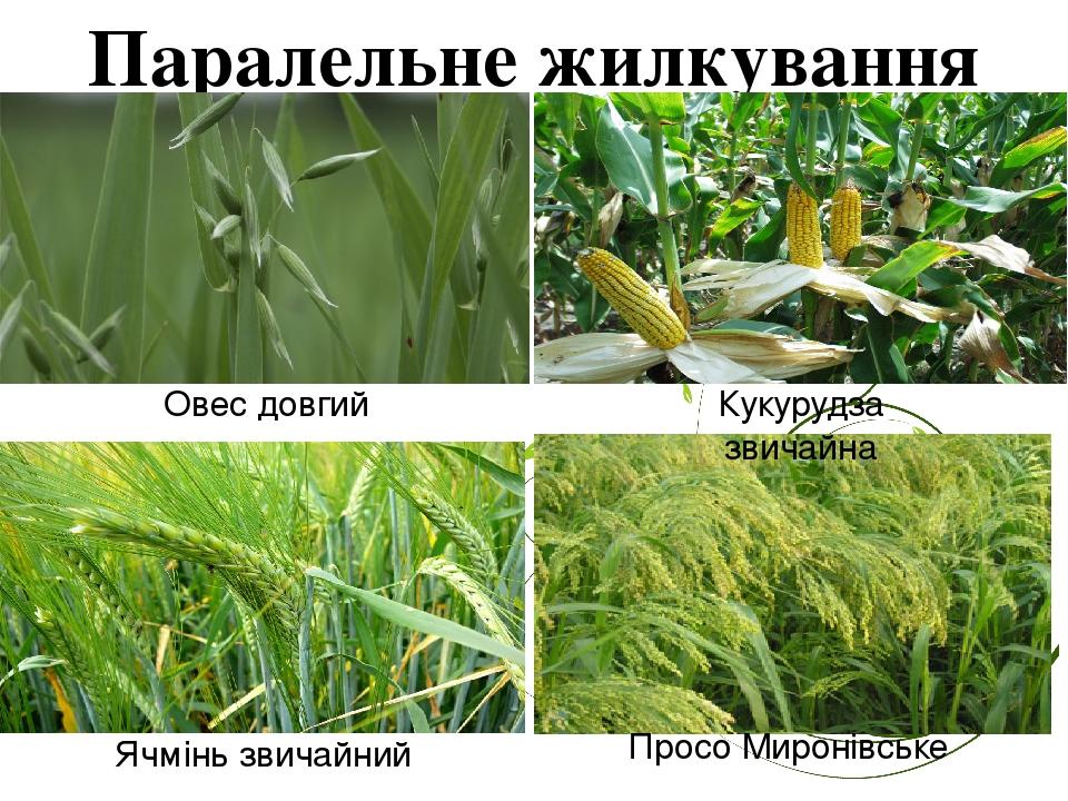 Паралельне жилкування Овес довгий Кукурудза звичайна Ячмінь звичайний Просо Миронівське