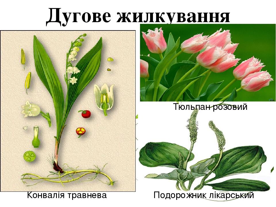 Дугове жилкування Конвалія травнева Тюльпан розовий Подорожник лікарський