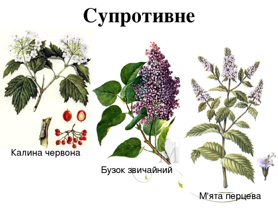 Супротивне Калина червона Бузок звичайний М'ята перцева