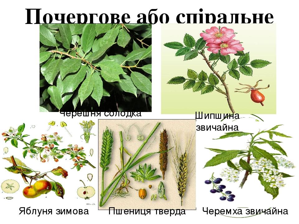 Почергове або спіральне Черешня солодка Шипшина звичайна Яблуня зимова Пшениця тверда Черемха звичайна