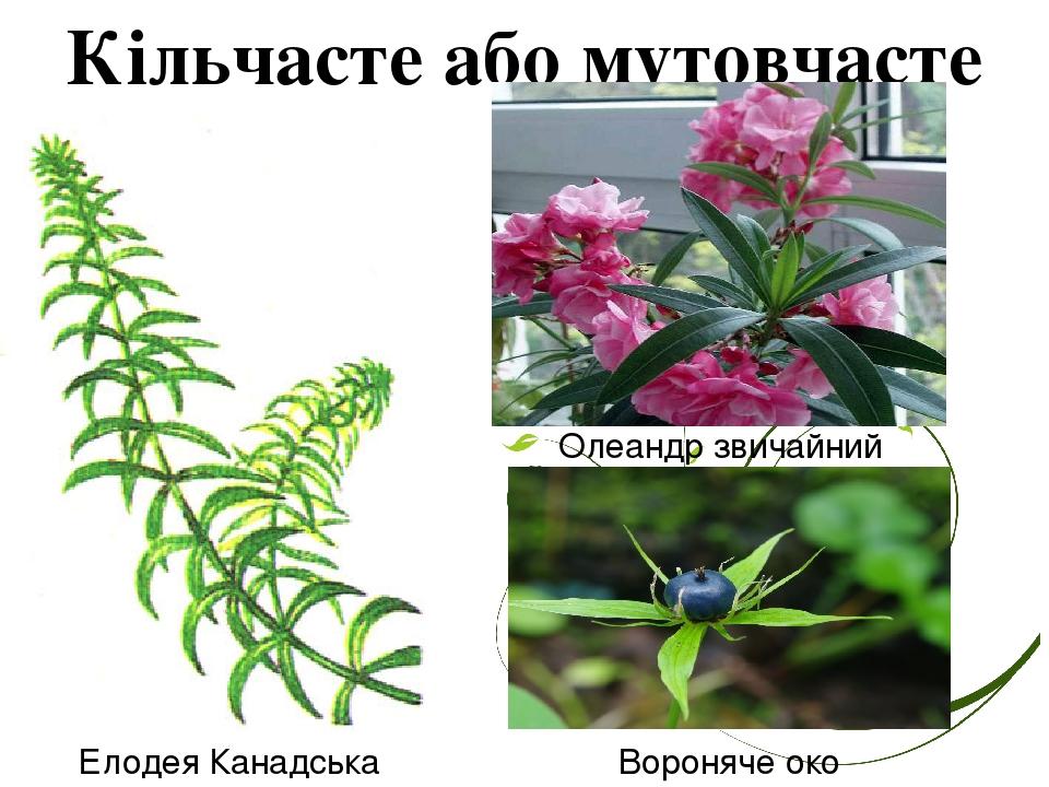 Кільчасте або мутовчасте Елодея Канадська Олеандр звичайний Вороняче око