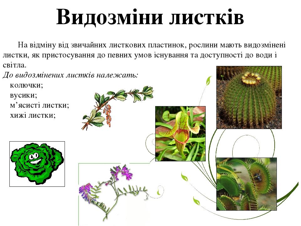 Видозміни листків На відміну від звичайних листкових пластинок, рослини мають видозмінені листки, як пристосування до певних умов існування та дост...