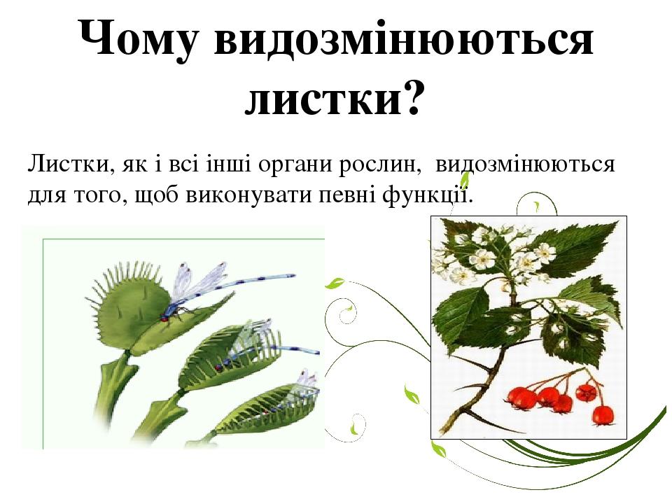 Чому видозмінюються листки? Листки, як і всі інші органи рослин, видозмінюються для того, щоб виконувати певні функції.