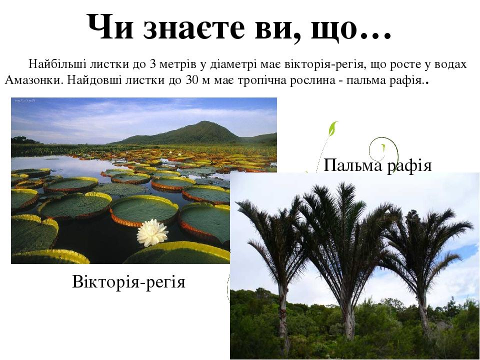 Чи знаєте ви, що… Найбільші листки до 3 метрів у діаметрі має вікторія-регія, що росте у водах Амазонки. Найдовші листки до 30 м має тропічна росли...