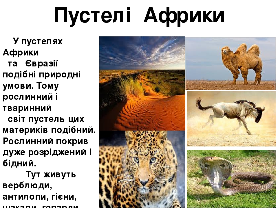 Интересные факты про африку 7 класс. Презентация на тему Африка. Материк Африка презентация. Проект на тему Африка. Презентация на тему такая разная Африка.