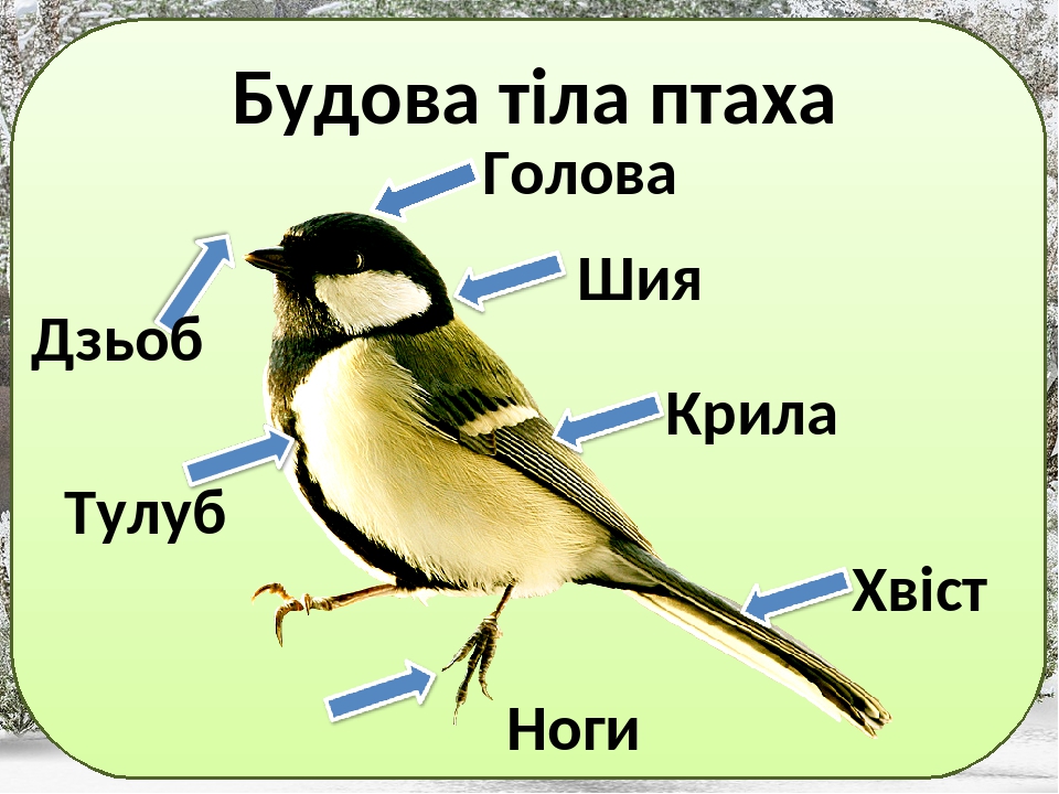 Інтегрований урок "Птахи - політ, музика й краса ...